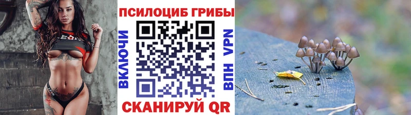 где купить наркотик  Ершов  Галлюциногенные грибы Psilocybe 